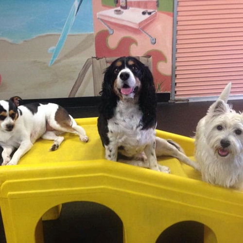Three dogs sit together on a play staircase